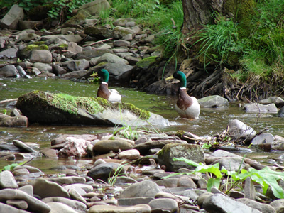 Mallard ducks on the river